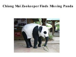 Chiang Mai Zookeeper Finds Missing Panda 