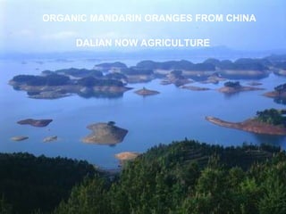 ORGANIC MANDARIN ORANGES FROM CHINA DALIAN NOW AGRICULTURE 