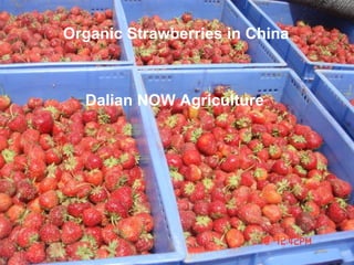 Organic Strawberries in China  Dalian NOW Agriculture 