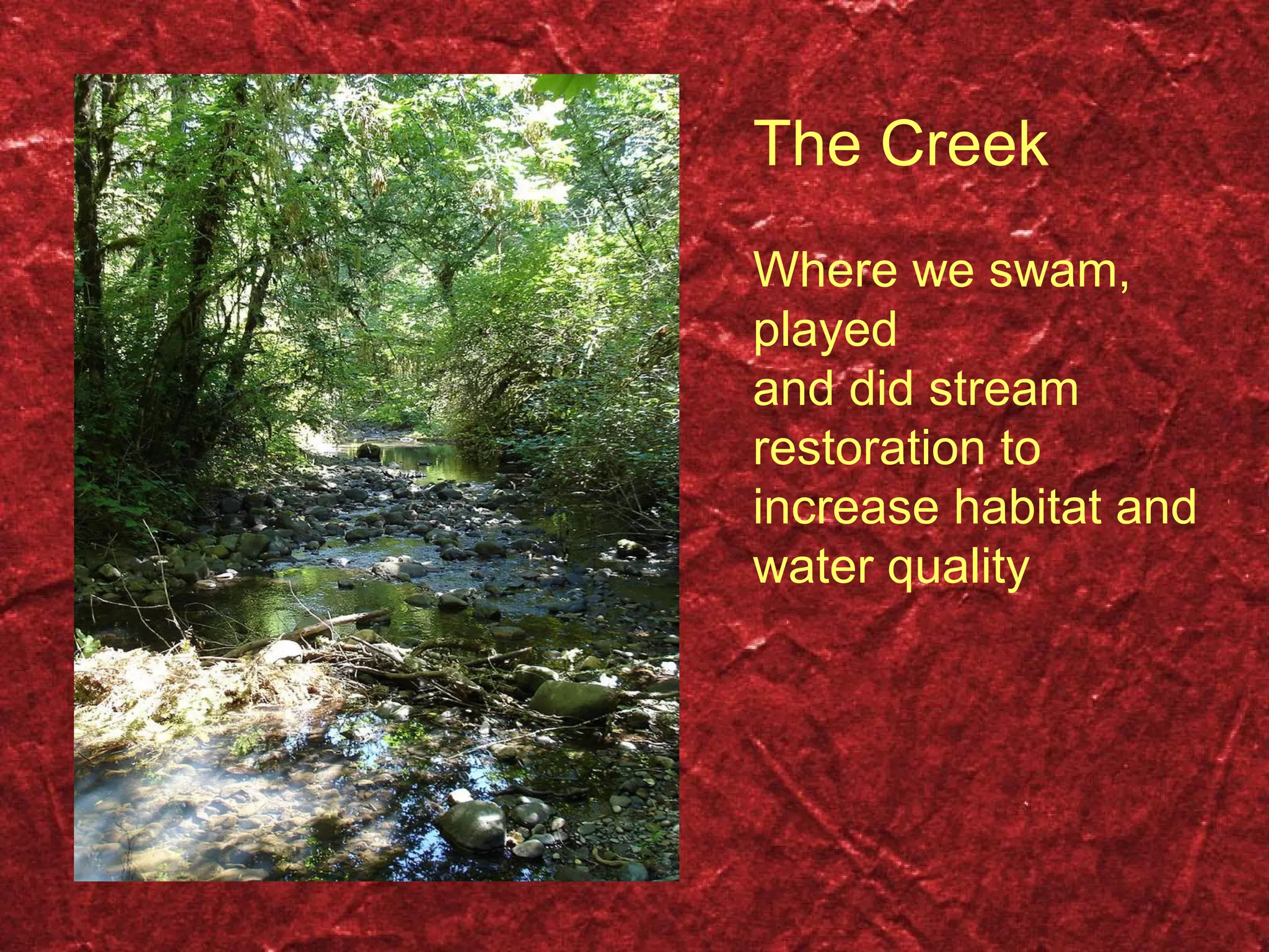 The Creek Where we swam,  played  and did stream restoration to increase habitat and water quality 