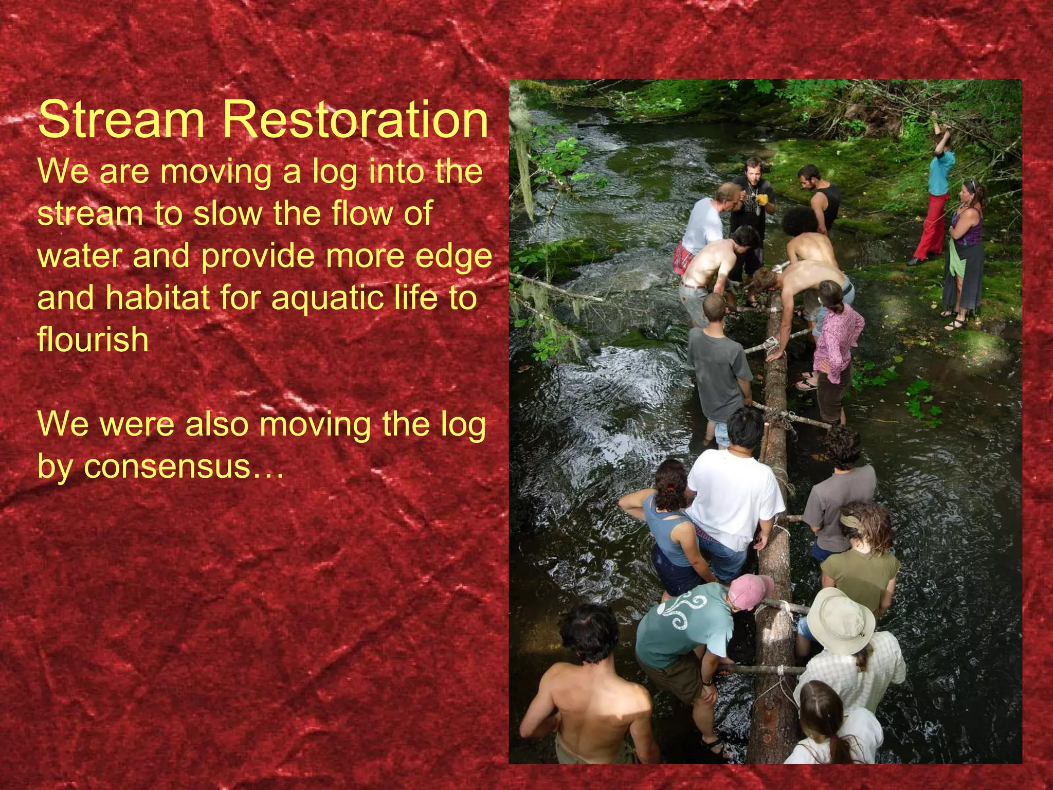 Stream Restoration We are moving a log into the stream to slow the flow of water and provide more edge and habitat for aquatic life to flourish We were also moving the log by consensus… 