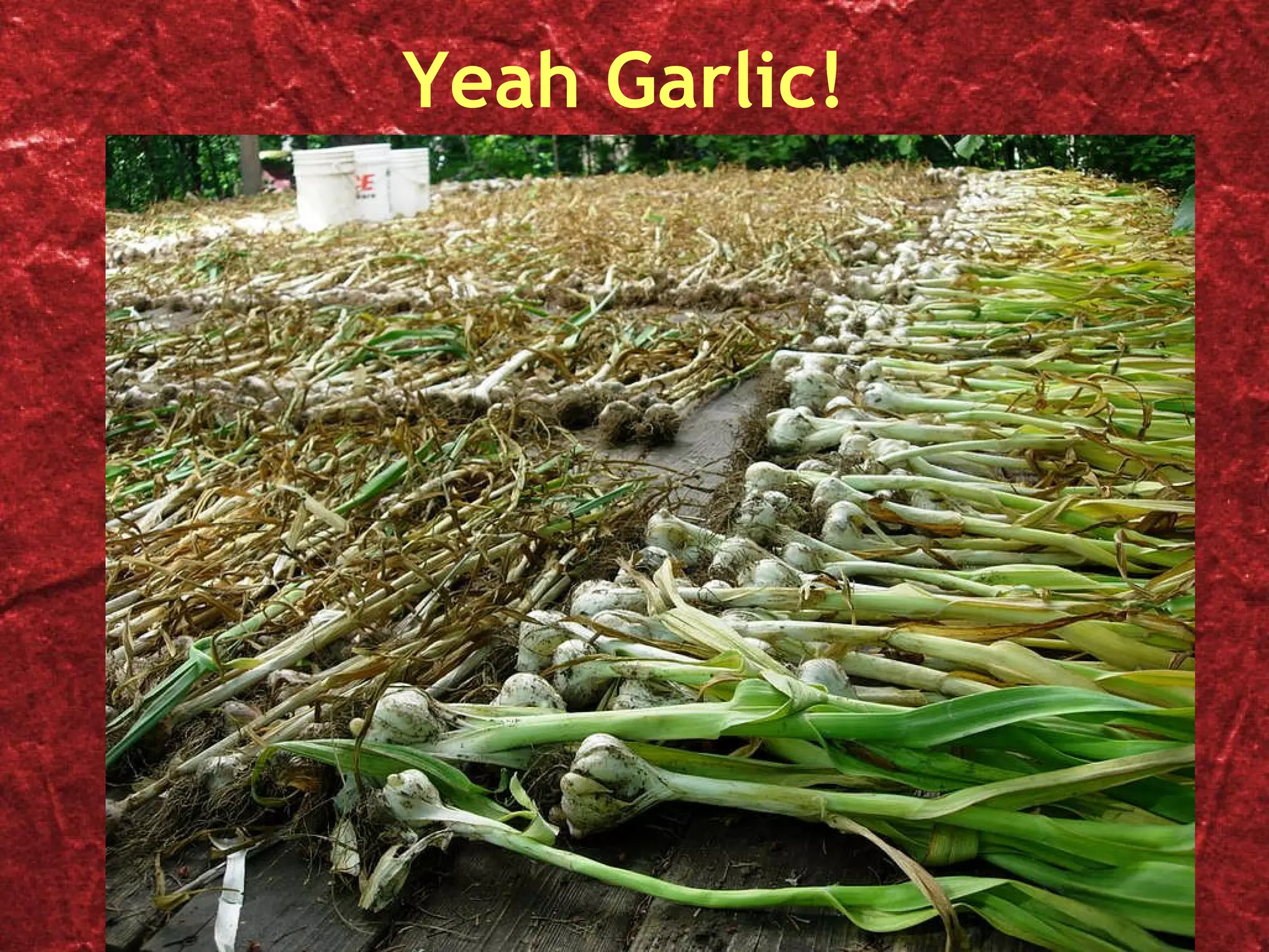 Yeah Garlic! 