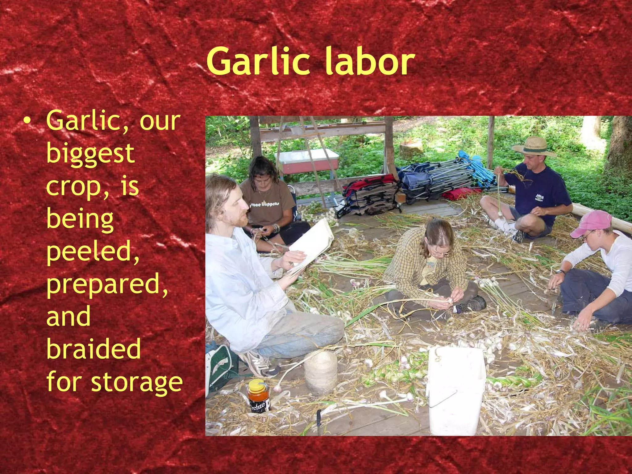 Garlic labor Garlic, our biggest crop, is being peeled, prepared, and braided for storage  