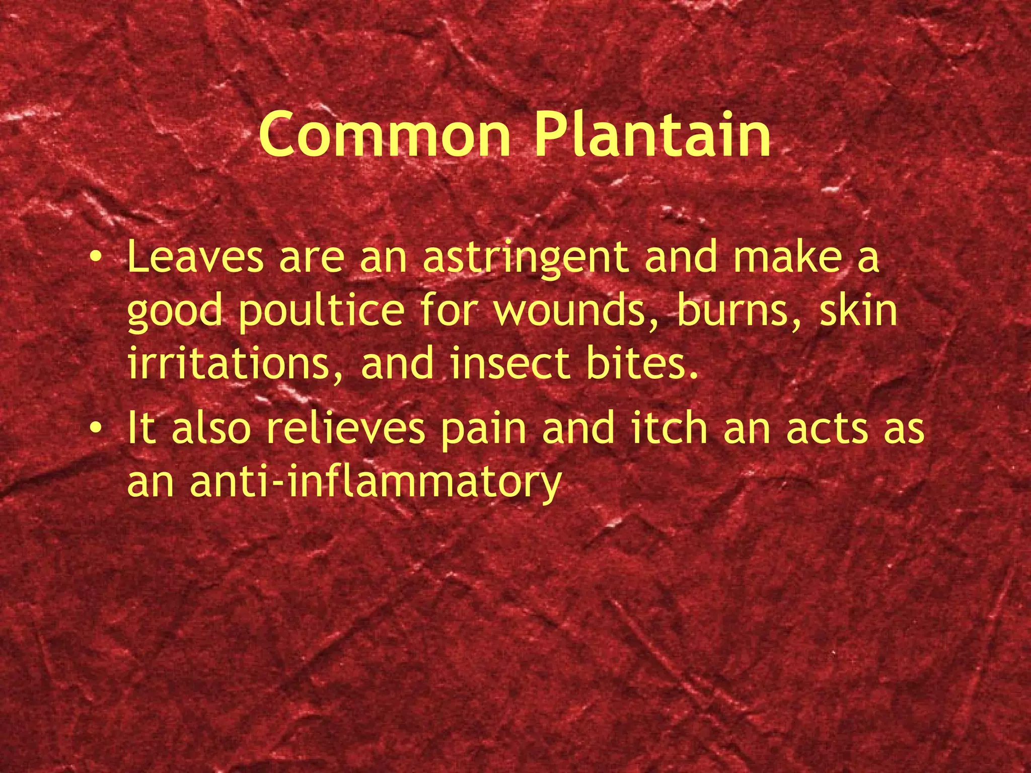 Common Plantain Leaves are an astringent and make a good poultice for wounds, burns, skin irritations, and insect bites. It also relieves pain and itch an acts as an anti-inflammatory  