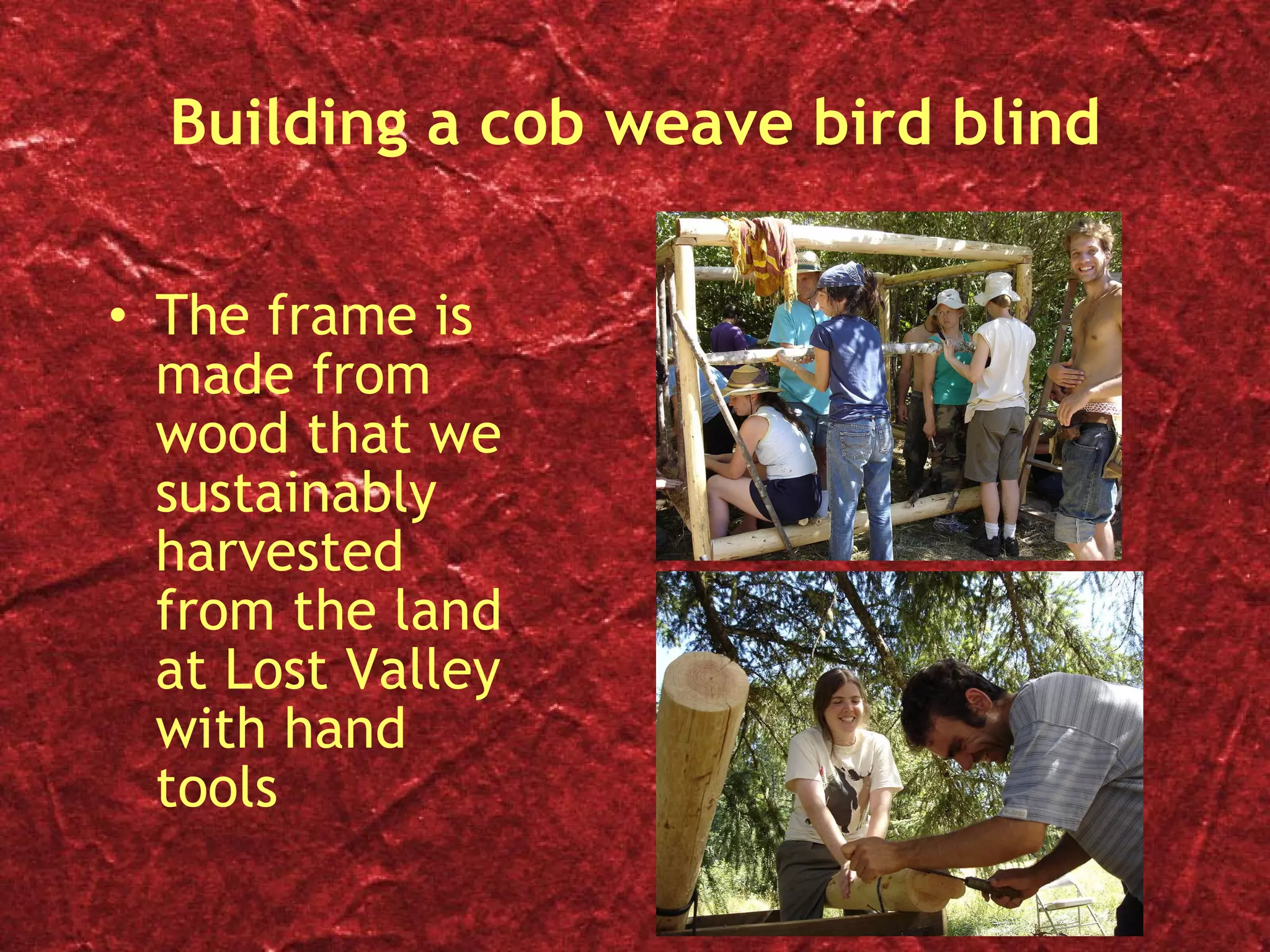 Building a cob weave bird blind The frame is made from wood that we sustainably harvested from the land at Lost Valley with hand tools 