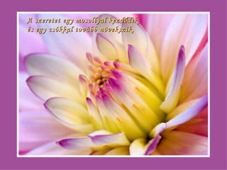 A szeretet egy mosollyal kezdődik  és egy csókkal tovább növekszik. 