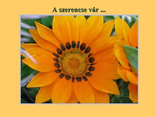 A szerencse vár  ... 