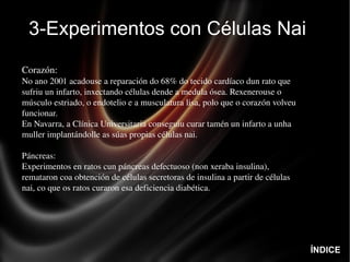 3-Experimentos con Células Nai Corazón:  No ano 2001 acadouse a reparación do 68% do tecido cardíaco dun rato que sufriu un infarto, inxectando células dende a medula ósea. Rexenerouse o músculo estriado, o endotelio e a musculatura lisa, polo que o corazón volveu funcionar. En Navarra, a Clínica Universitaria conseguiu curar tamén un infarto a unha muller implantándolle as súas propias células nai.  Páncreas:  Experimentos en ratos cun páncreas defectuoso (non xeraba insulina), remataron coa obtención de células secretoras de insulina a partir de células nai, co que os ratos curaron esa deficiencia diabética. ÍNDICE 