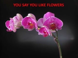 YOU SAY YOU LIKE FLOWERS  
