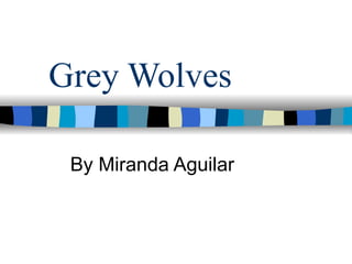Grey Wolves By Miranda Aguilar 