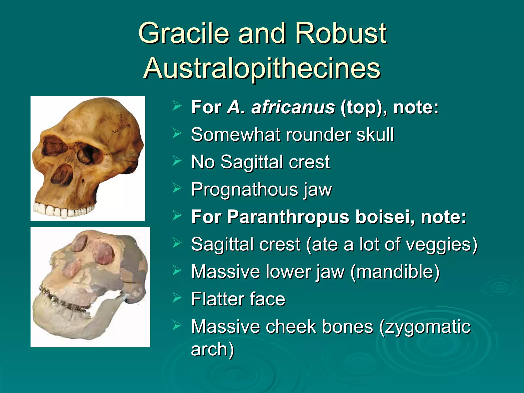 Gracile and Robust Australopithecines For  A. africanus  (top), note: Somewhat rounder skull No Sagittal crest Prognathous jaw For Paranthropus boisei, note: Sagittal crest (ate a lot of veggies) Massive lower jaw (mandible) Flatter face Massive cheek bones (zygomatic arch) 