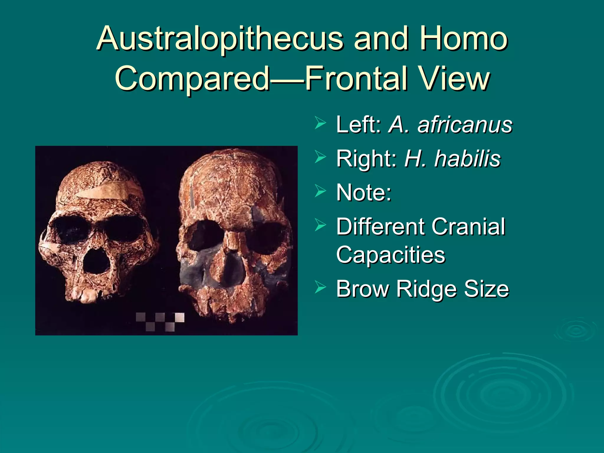 Australopithecus and Homo Compared—Frontal View Left:  A. africanus Right:  H. habilis Note: Different Cranial Capacities Brow Ridge Size 