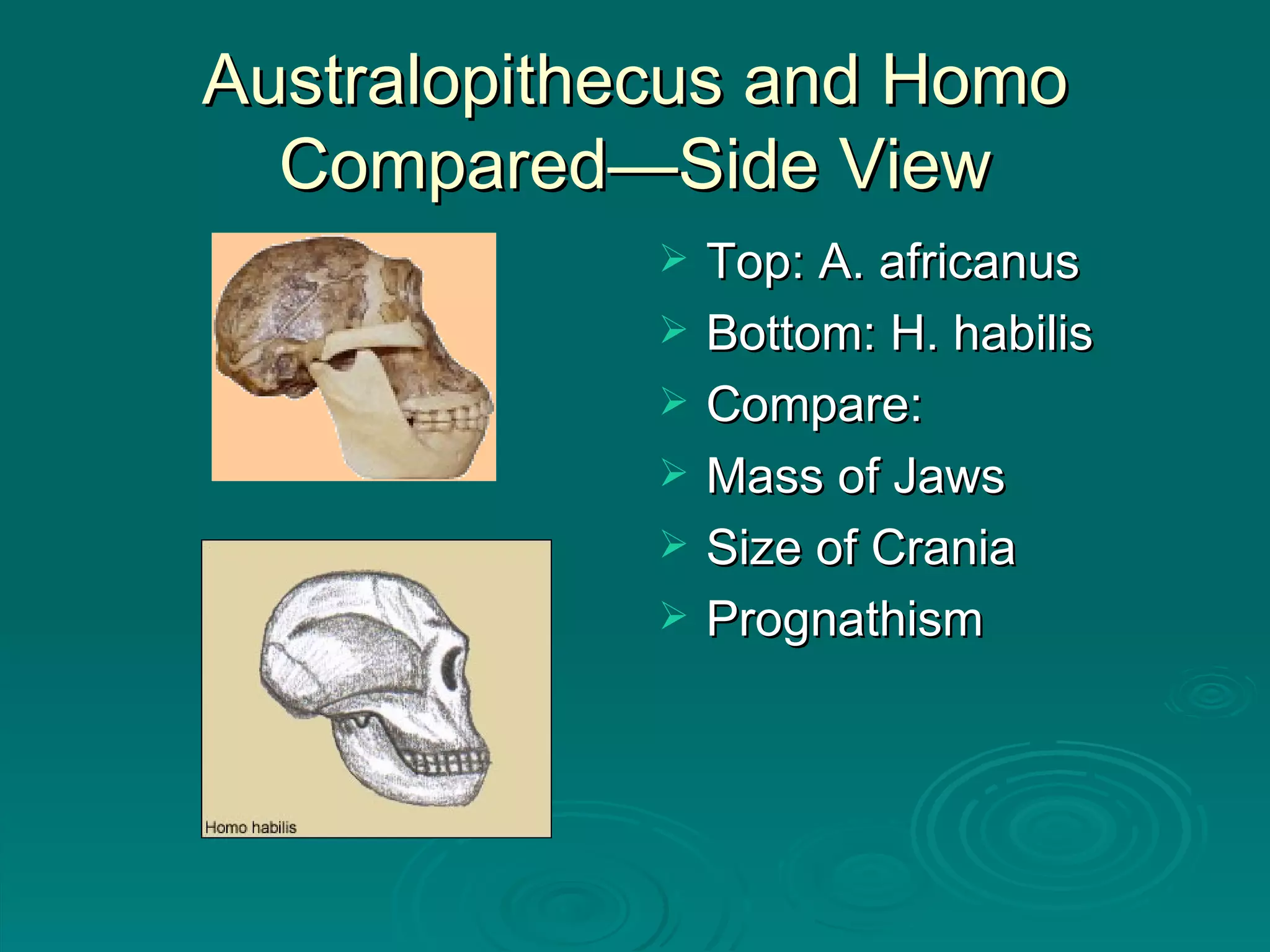 Australopithecus and Homo Compared—Side View Top: A. africanus Bottom: H. habilis Compare: Mass of Jaws Size of Crania Prognathism 