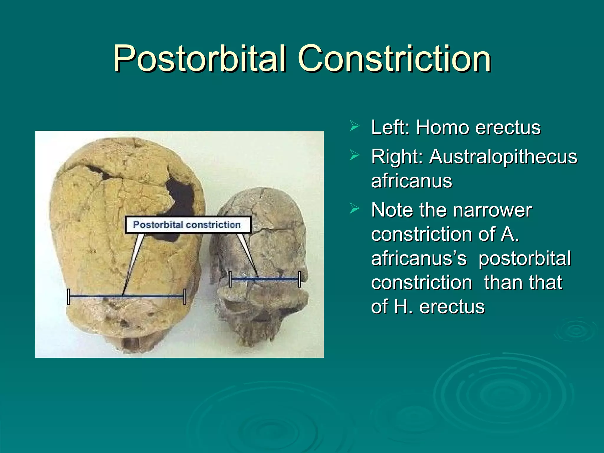 Postorbital Constriction Left: Homo erectus Right: Australopithecus africanus Note the narrower constriction of A. africanus’s  postorbital constriction  than that of H. erectus 