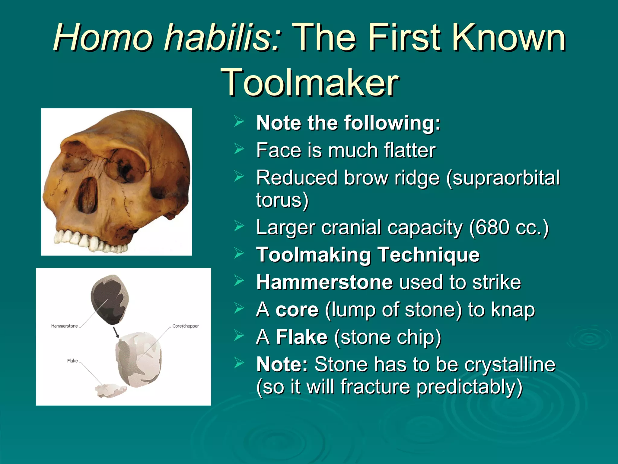 Homo habilis:  The First Known Toolmaker Note the following: Face is much flatter Reduced brow ridge (supraorbital torus)  Larger cranial capacity (680 cc.) Toolmaking Technique Hammerstone  used to strike A  core  (lump of stone) to knap A  Flake  (stone chip) Note:  Stone has to be crystalline (so it will fracture predictably) 