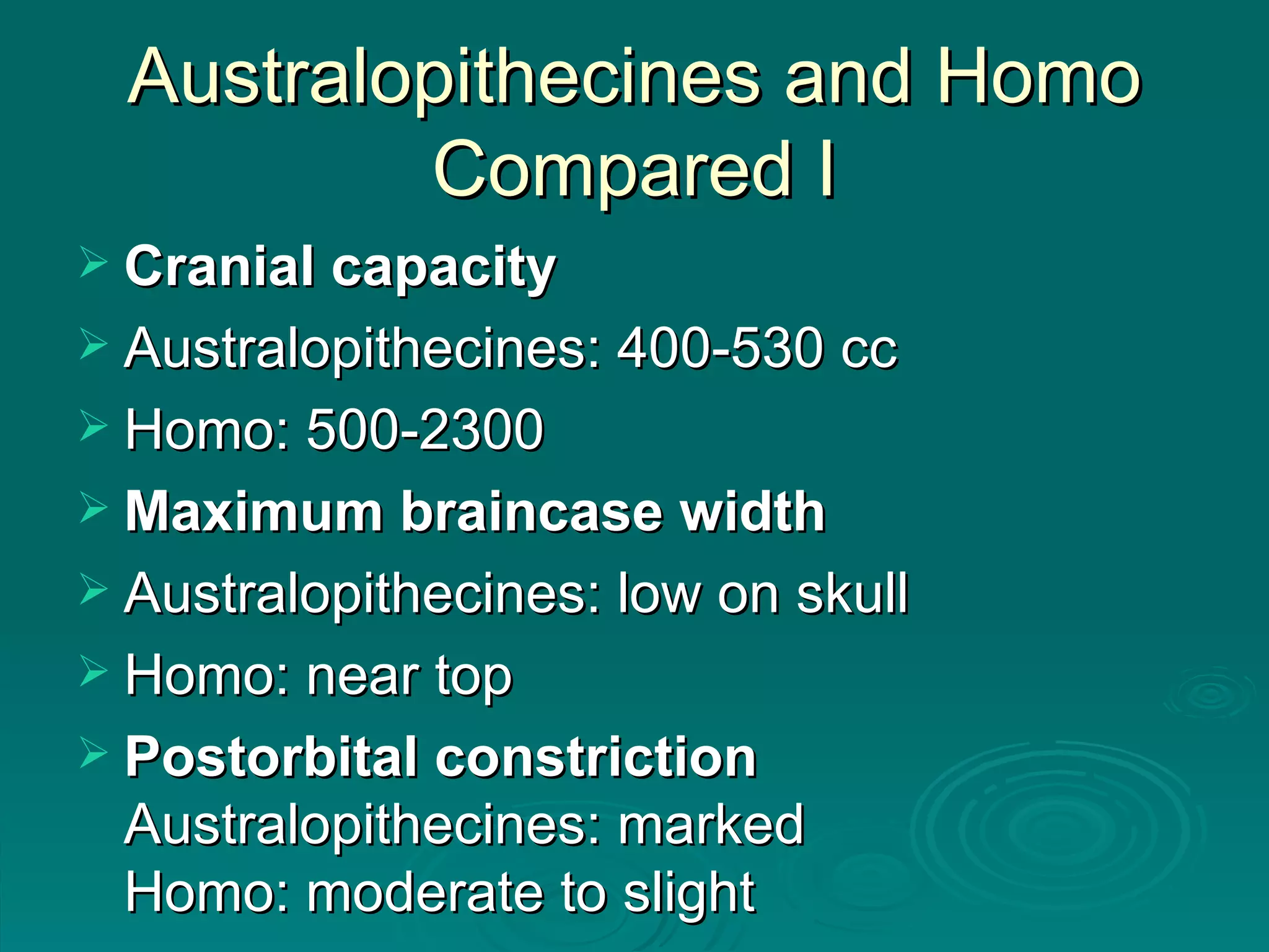 Australopithecines and Homo Compared I Cranial capacity Australopithecines: 400-530 cc Homo: 500-2300 Maximum braincase width Australopithecines: low on skull Homo: near top Postorbital constriction Australopithecines: marked Homo: moderate to slight  