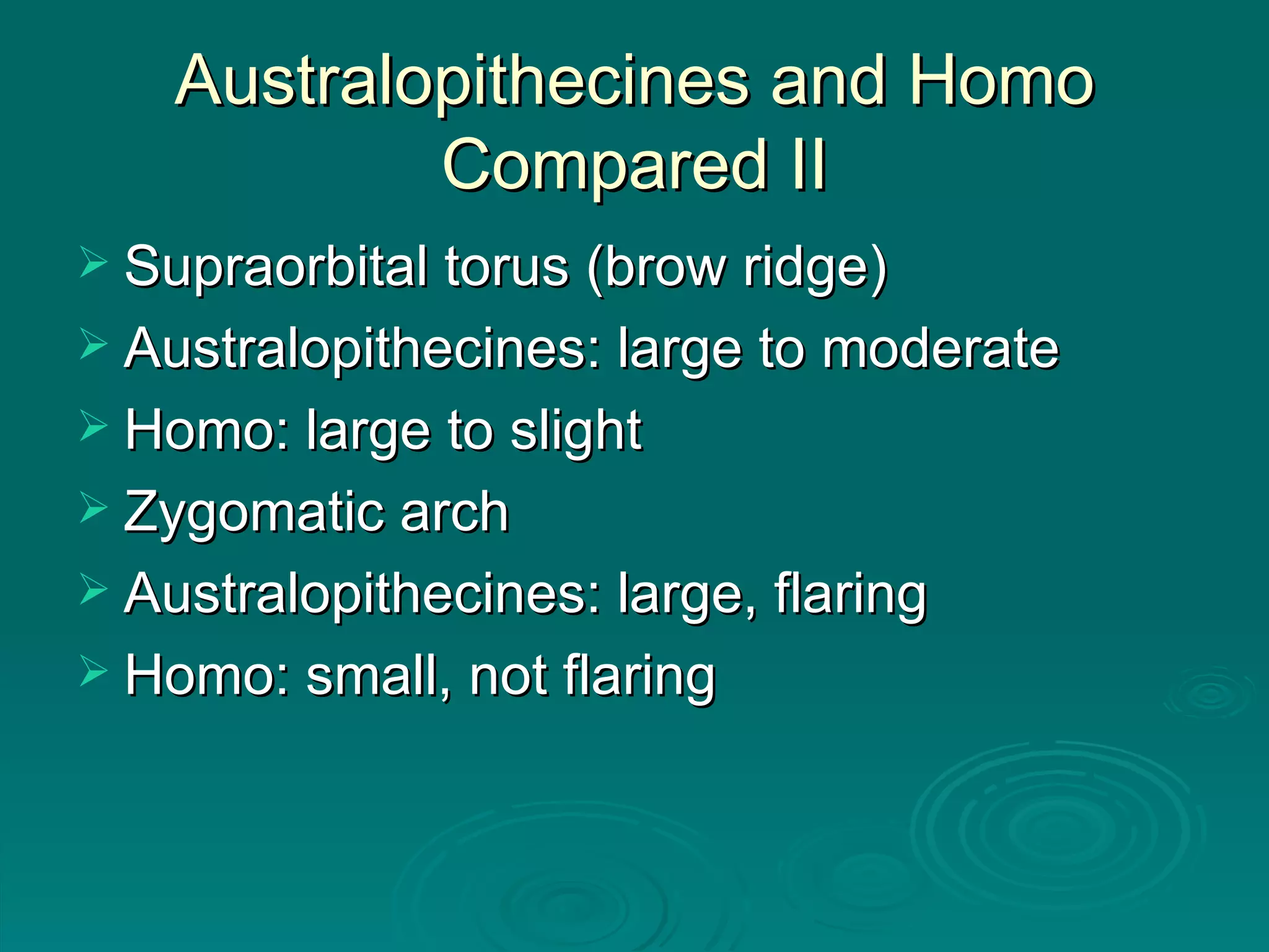 Australopithecines and Homo Compared II Supraorbital torus (brow ridge) Australopithecines: large to moderate Homo: large to slight Zygomatic arch Australopithecines: large, flaring Homo: small, not flaring 