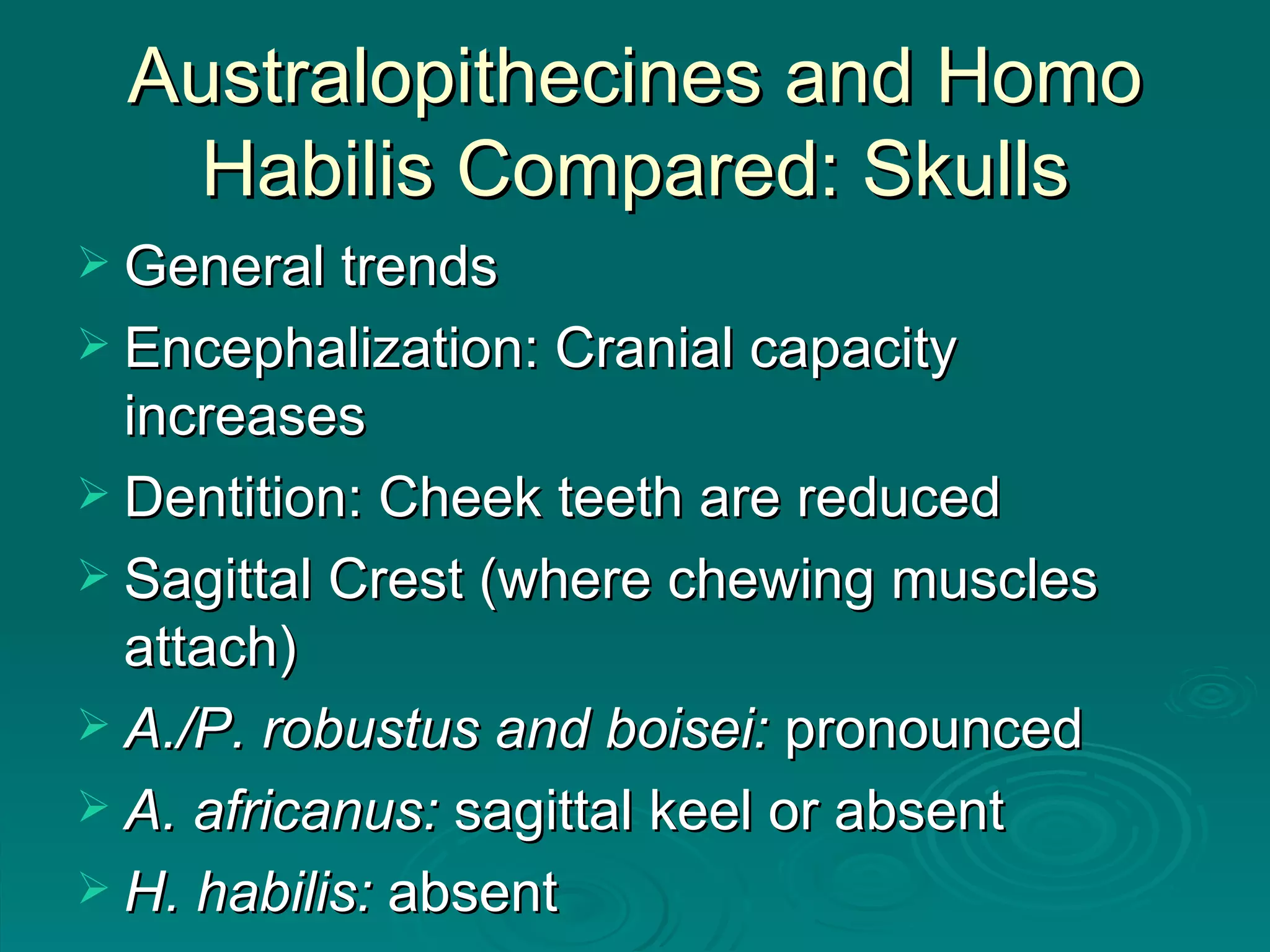Australopithecines and Homo Habilis Compared: Skulls General trends Encephalization: Cranial capacity increases Dentition: Cheek teeth are reduced Sagittal Crest (where chewing muscles attach) A./P. robustus and boisei:  pronounced A. africanus:  sagittal keel or absent H. habilis:  absent 