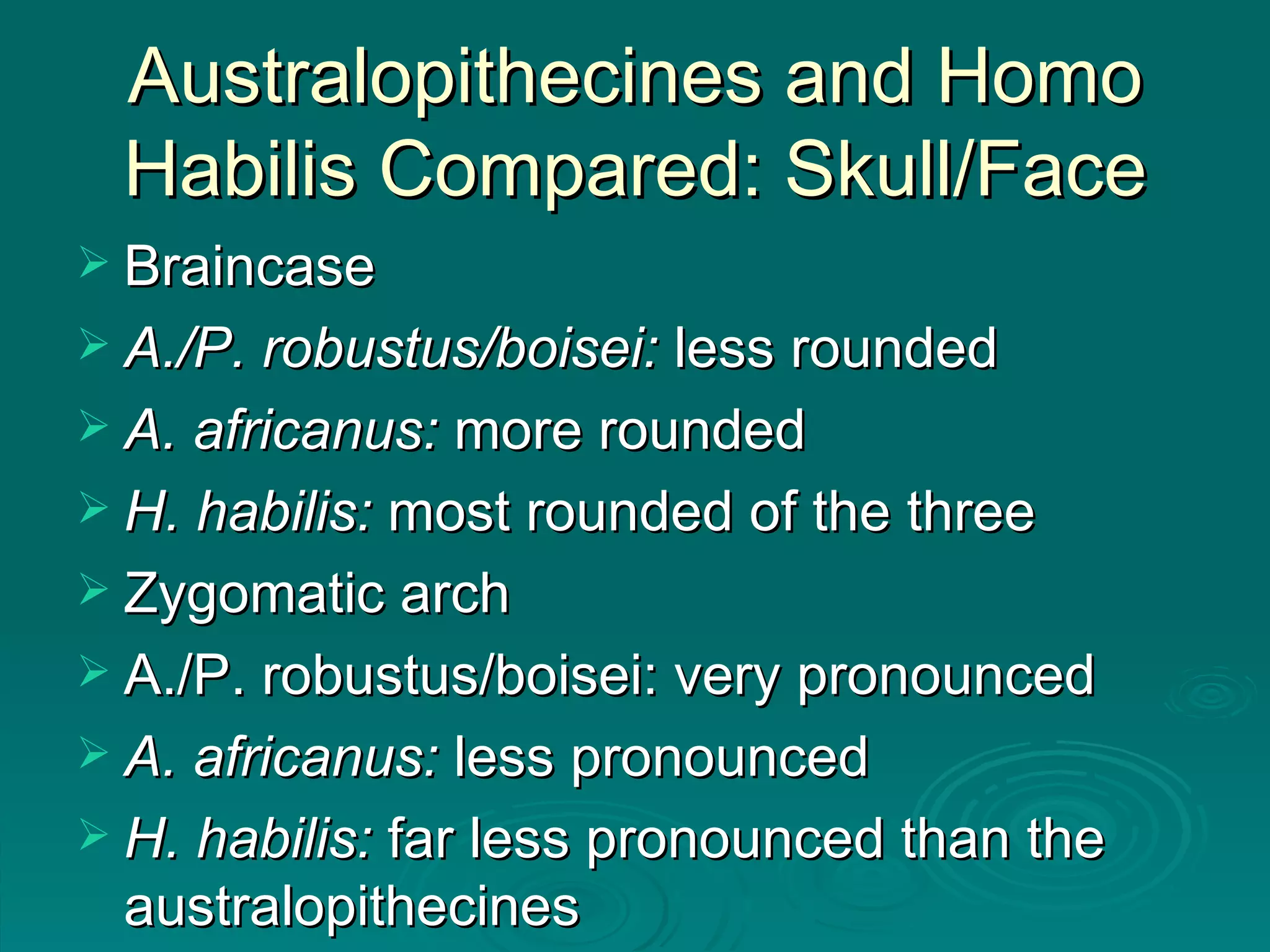 Australopithecines and Homo Habilis Compared: Skull/Face Braincase A./P. robustus/boisei:  less rounded A. africanus:  more rounded H. habilis:  most rounded of the three Zygomatic arch A./P. robustus/boisei: very pronounced A. africanus:  less pronounced H. habilis:  far less pronounced than the australopithecines 