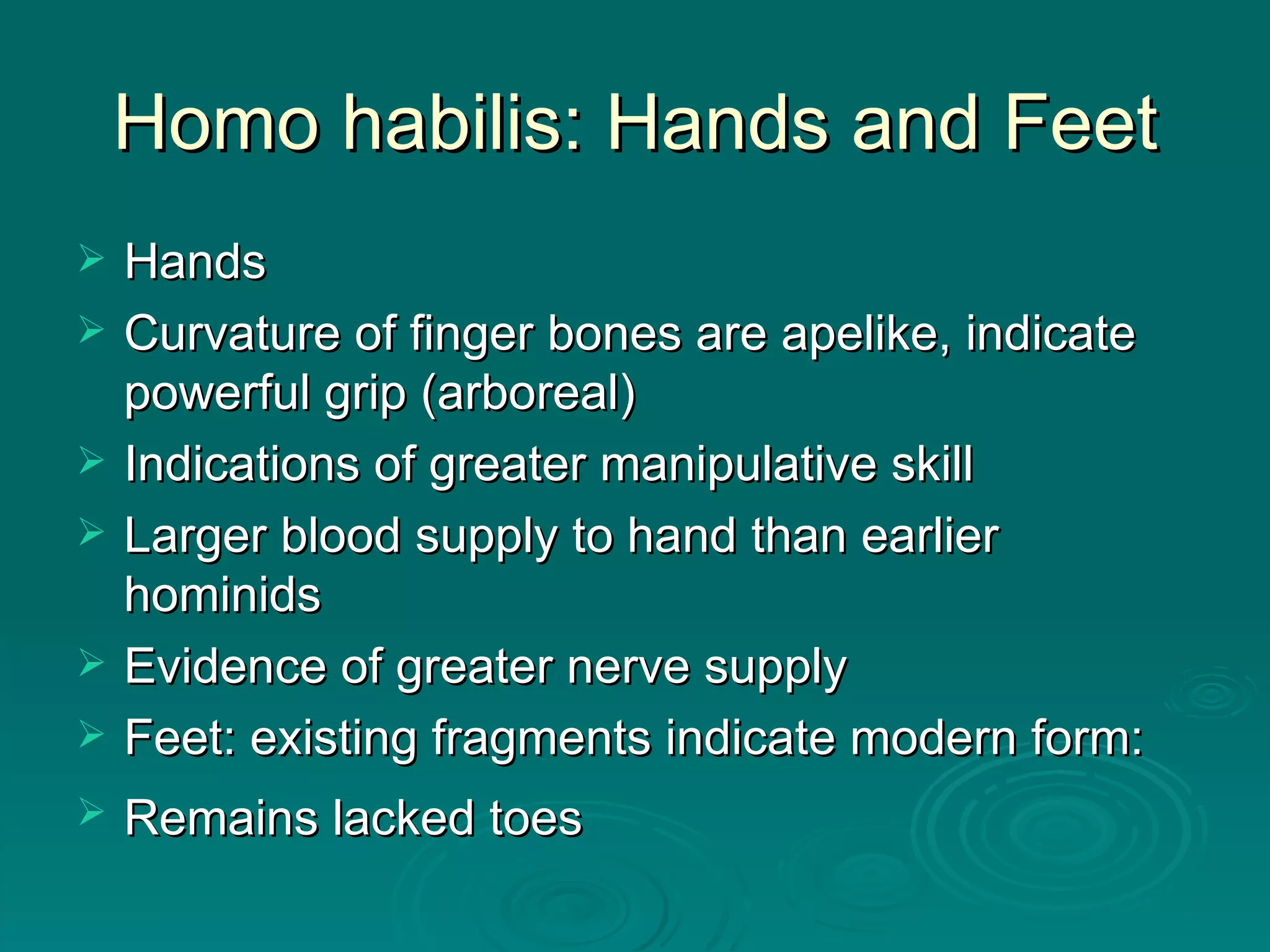 Homo habilis: Hands and Feet Hands Curvature of finger bones are apelike, indicate powerful grip (arboreal) Indications of greater manipulative skill Larger blood supply to hand than earlier hominids Evidence of greater nerve supply Feet: existing fragments indicate modern form: Remains lacked toes   