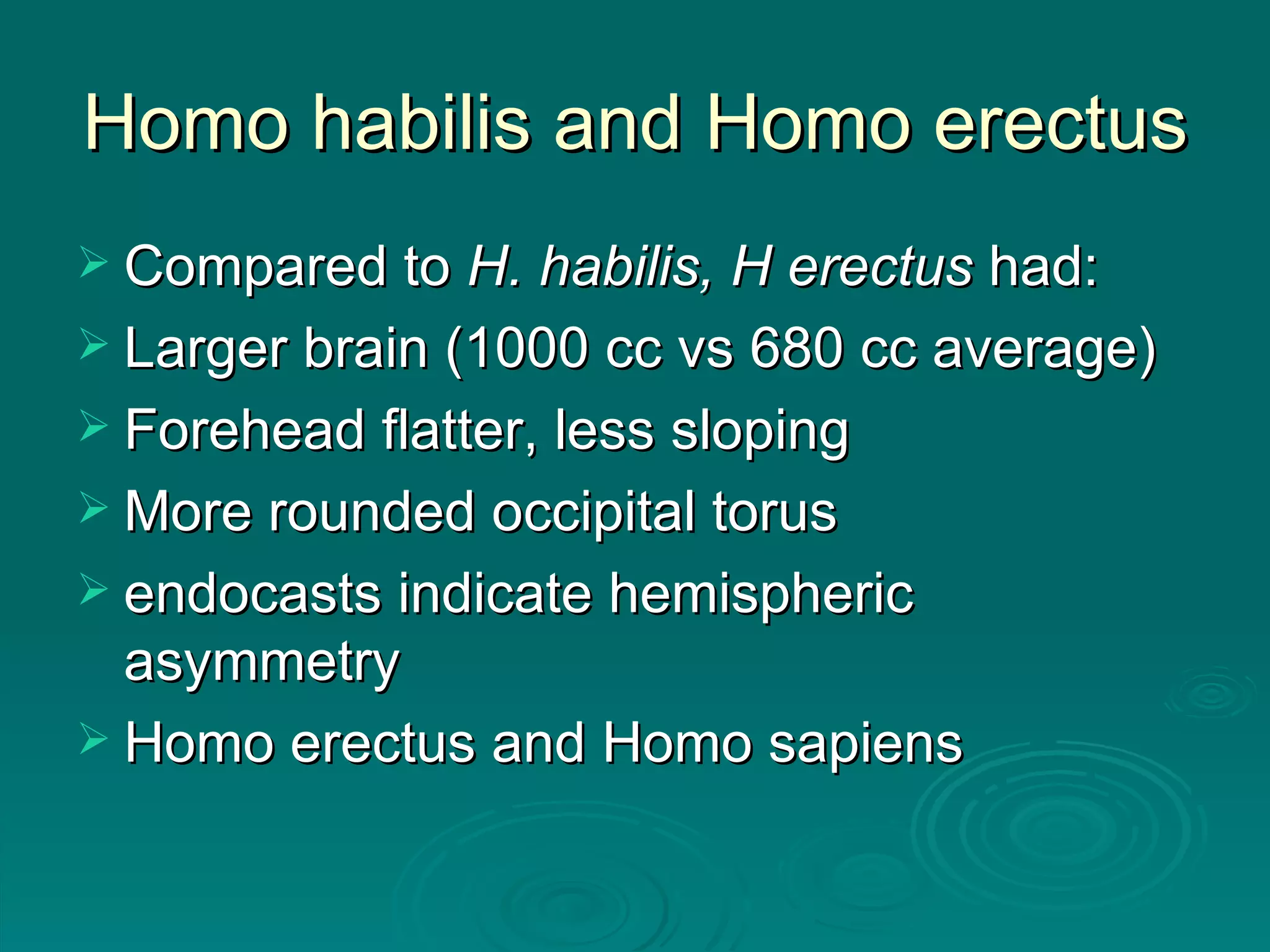 Homo habilis and Homo erectus Compared to  H. habilis, H erectus  had: Larger brain (1000 cc vs 680 cc average) Forehead flatter, less sloping More rounded occipital torus endocasts indicate hemispheric asymmetry Homo erectus and Homo sapiens 