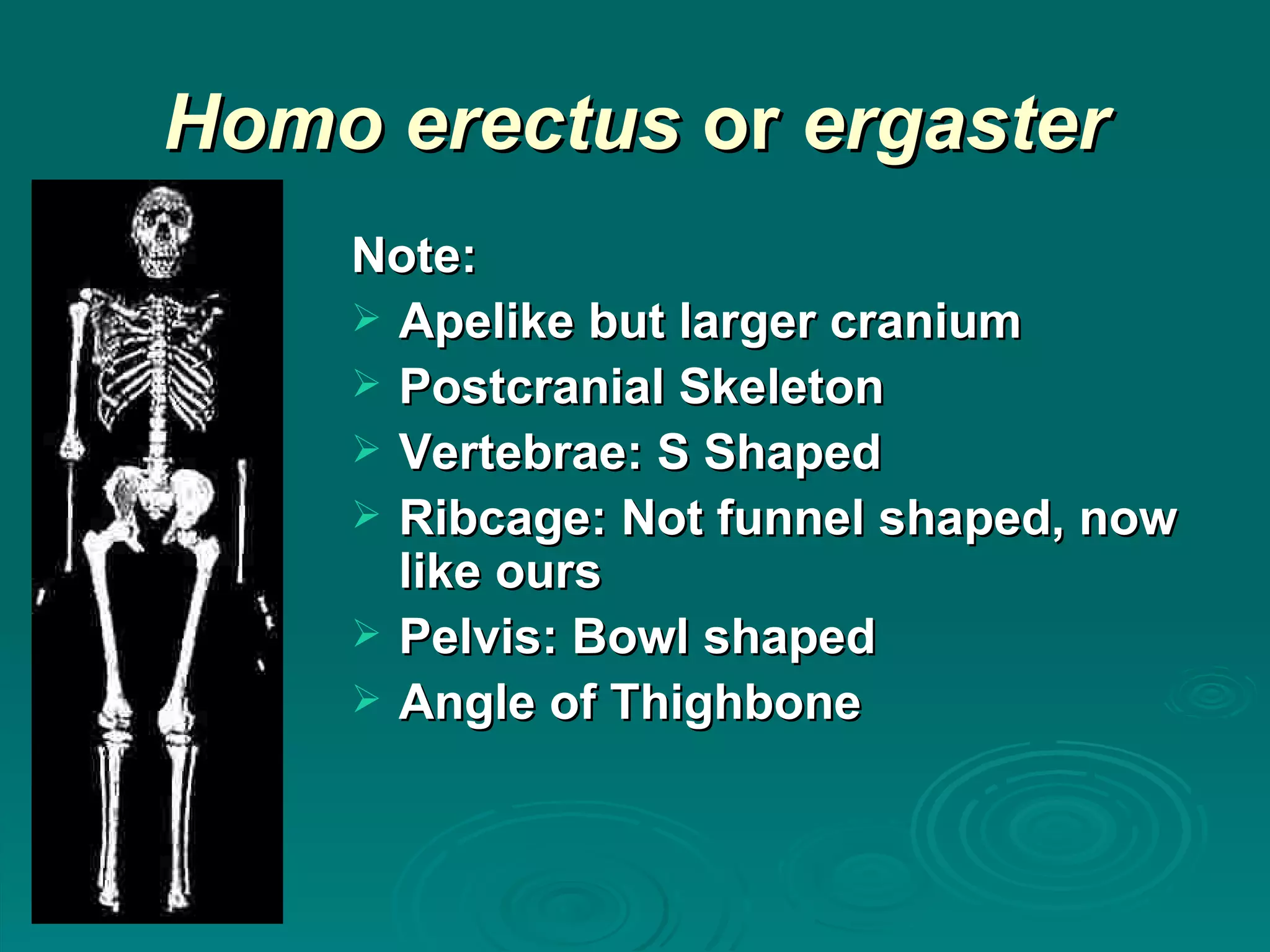 Homo erectus  or  ergaster Note: Apelike but larger cranium Postcranial Skeleton Vertebrae: S Shaped Ribcage: Not funnel shaped, now like ours Pelvis: Bowl shaped Angle of Thighbone 