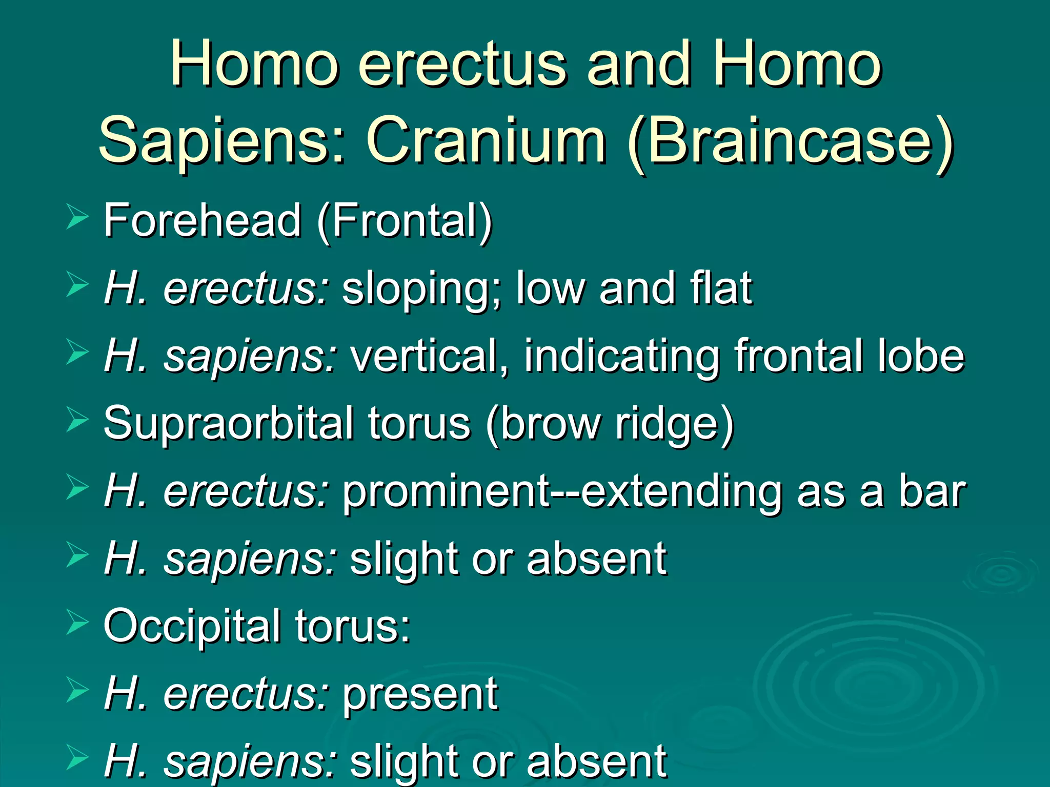 Homo erectus and Homo Sapiens: Cranium (Braincase) Forehead (Frontal) H. erectus:  sloping; low and flat H. sapiens:  vertical, indicating frontal lobe Supraorbital torus (brow ridge) H. erectus:  prominent--extending as a bar H. sapiens:  slight or absent Occipital torus: H. erectus:  present H. sapiens:  slight or absent 