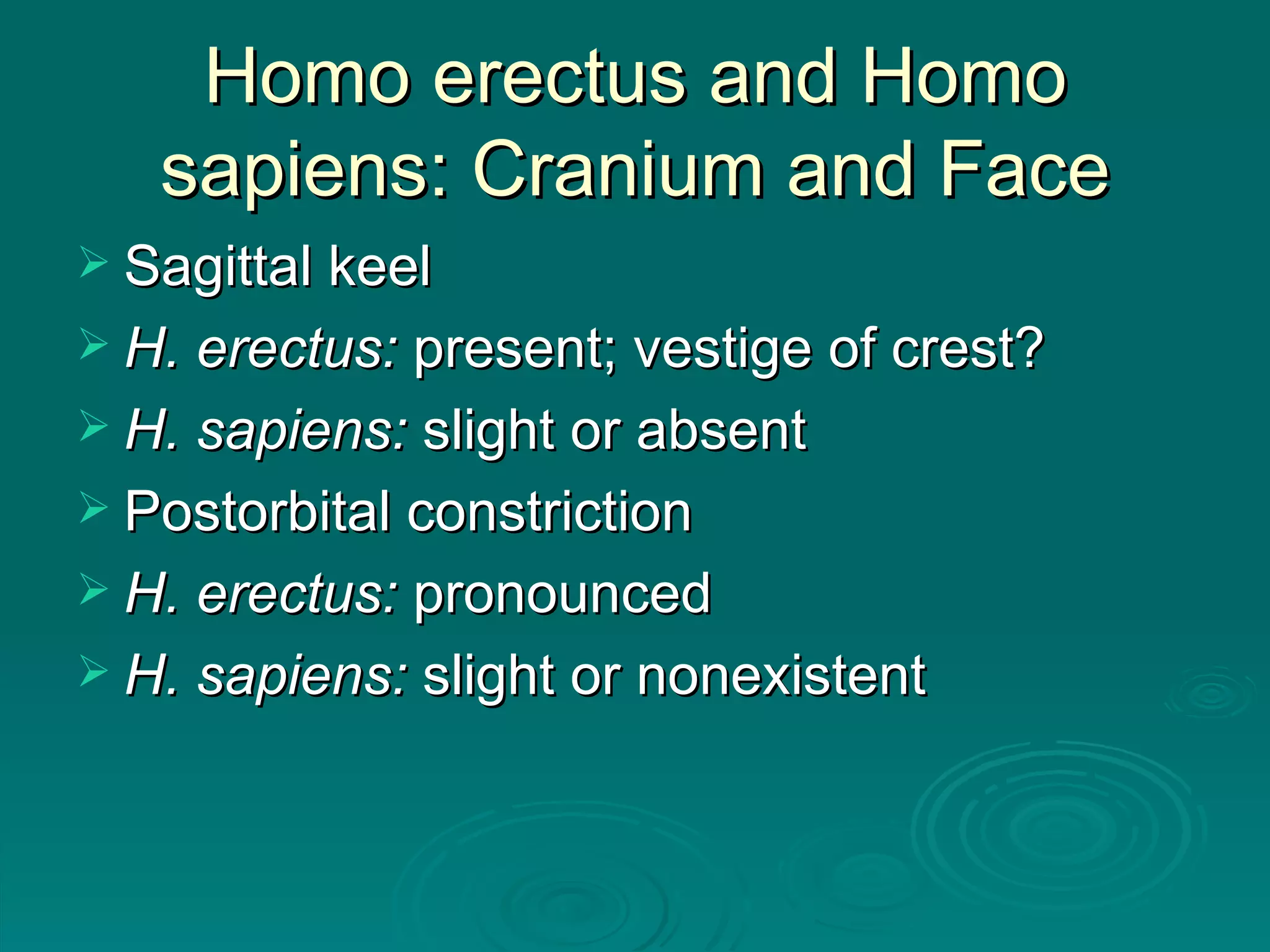 Homo erectus and Homo sapiens: Cranium and Face Sagittal keel H. erectus:  present; vestige of crest? H. sapiens:  slight or absent Postorbital constriction H. erectus:  pronounced H. sapiens:  slight or nonexistent 