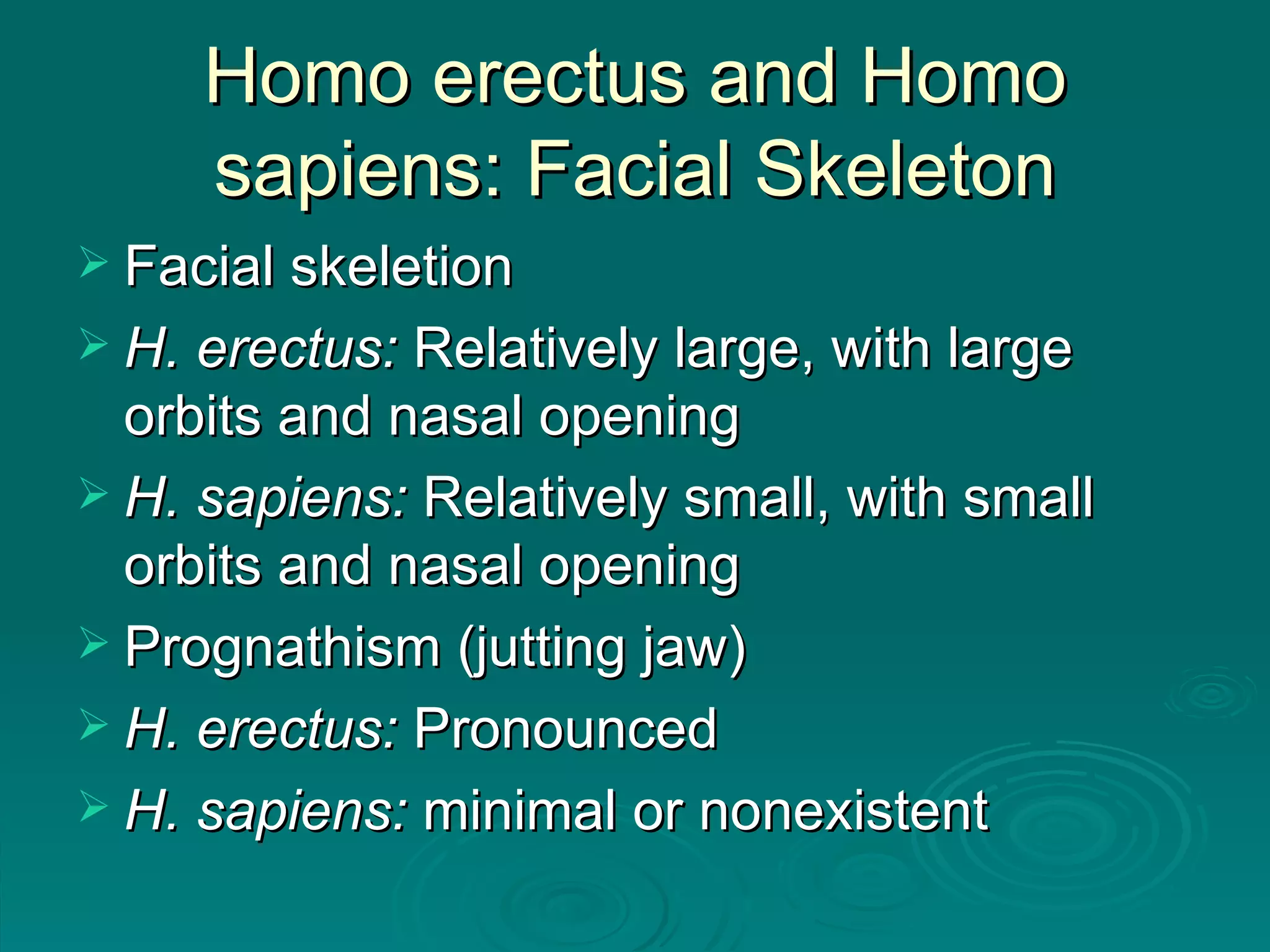 Homo erectus and Homo sapiens: Facial Skeleton Facial skeletion H. erectus:  Relatively large, with large orbits and nasal opening H. sapiens:  Relatively small, with small orbits and nasal opening Prognathism (jutting jaw) H. erectus:  Pronounced H. sapiens:  minimal or nonexistent 