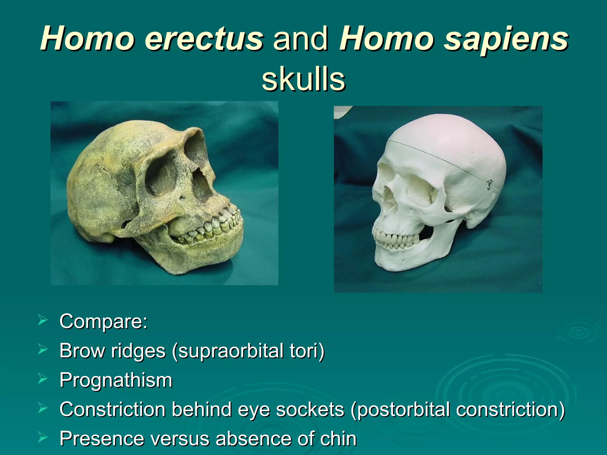 Homo erectus  and  Homo sapiens  skulls Compare: Brow ridges (supraorbital tori) Prognathism Constriction behind eye sockets (postorbital constriction) Presence versus absence of chin 