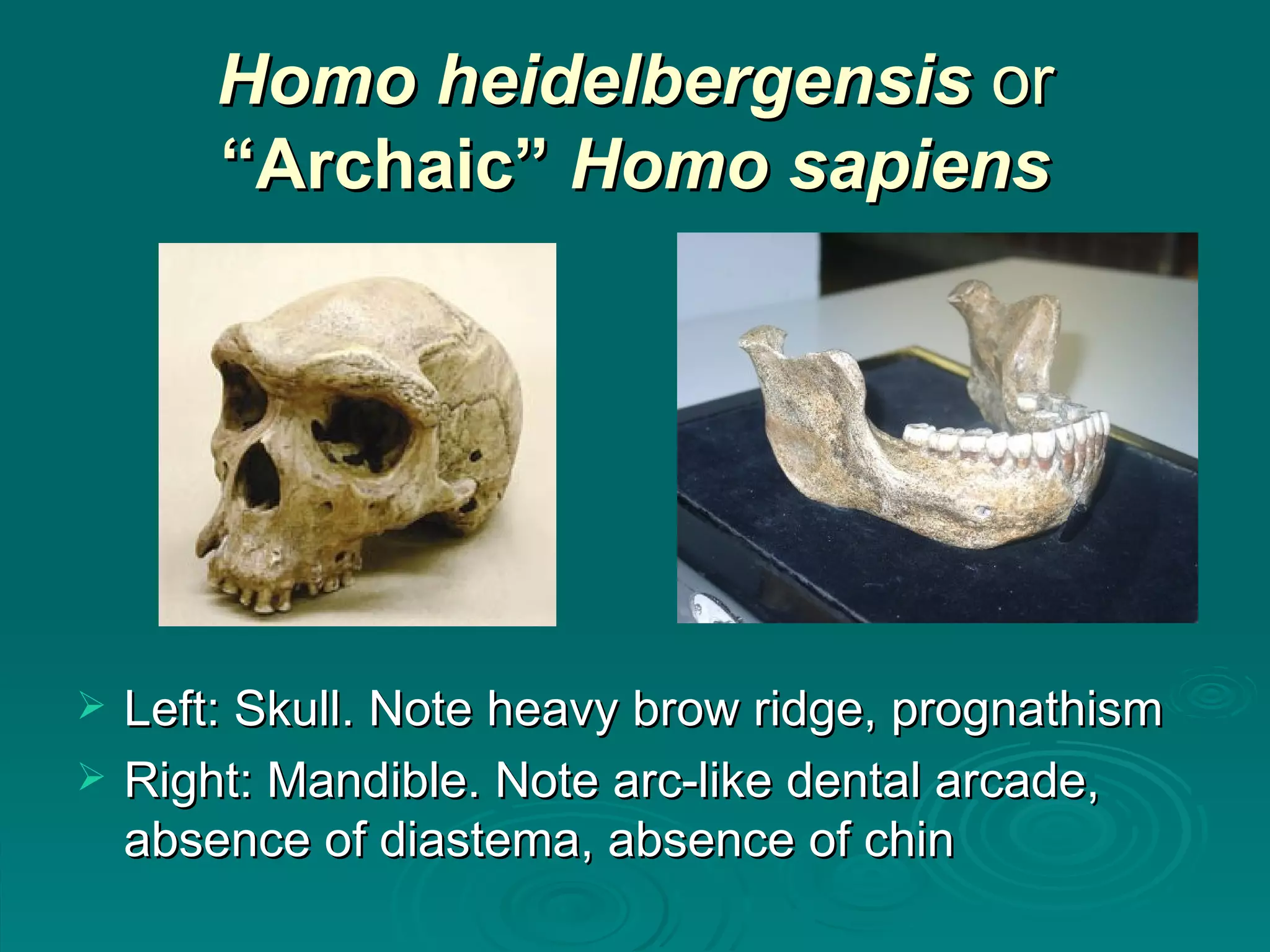 Homo heidelbergensis  or  “Archaic”  Homo sapiens Left: Skull. Note heavy brow ridge, prognathism Right: Mandible. Note arc-like dental arcade, absence of diastema, absence of chin  