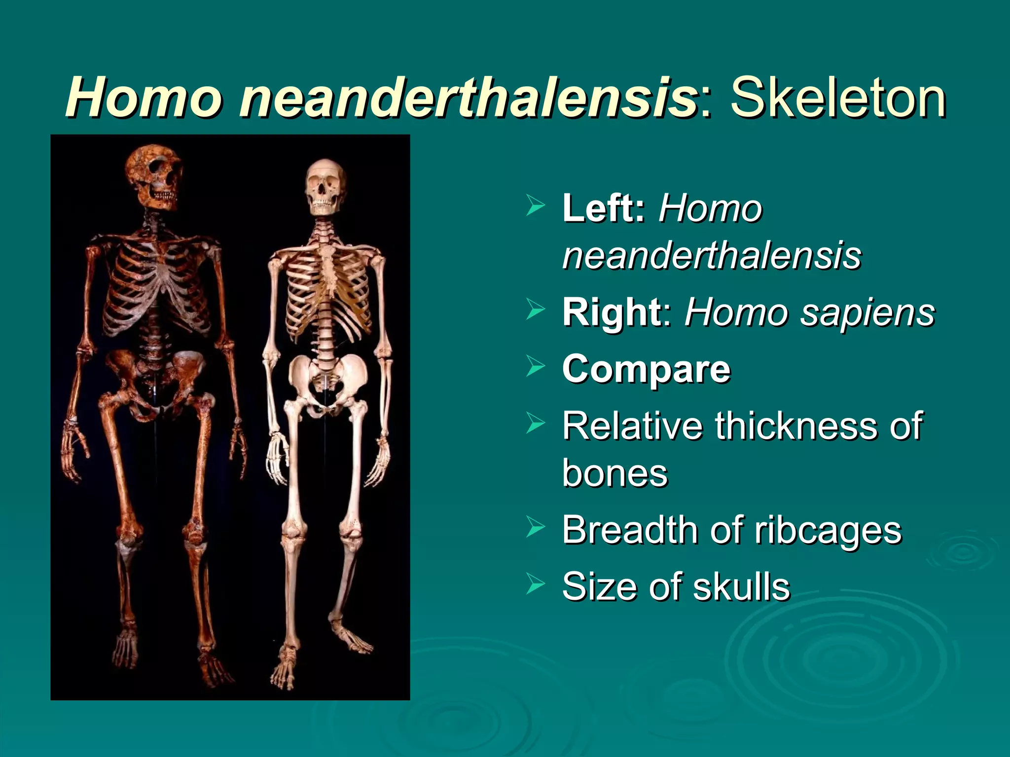 Homo neanderthalensis : Skeleton Left:   Homo neanderthalensis Right :  Homo sapiens Compare Relative thickness of bones Breadth of ribcages Size of skulls 