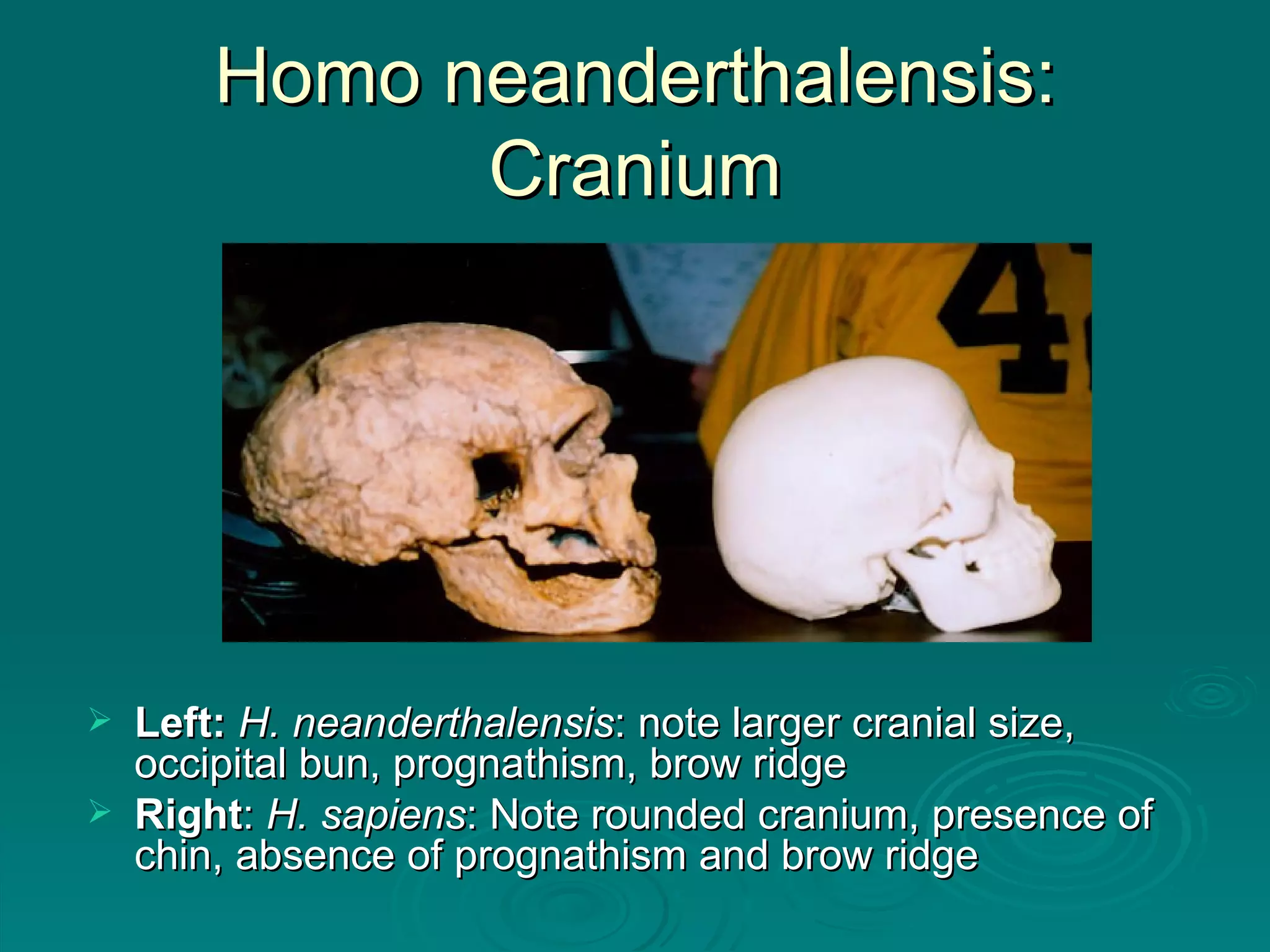 Homo neanderthalensis: Cranium Left:   H. neanderthalensis : note larger cranial size, occipital bun, prognathism, brow ridge Right :  H. sapiens : Note rounded cranium, presence of chin, absence of prognathism and brow ridge 