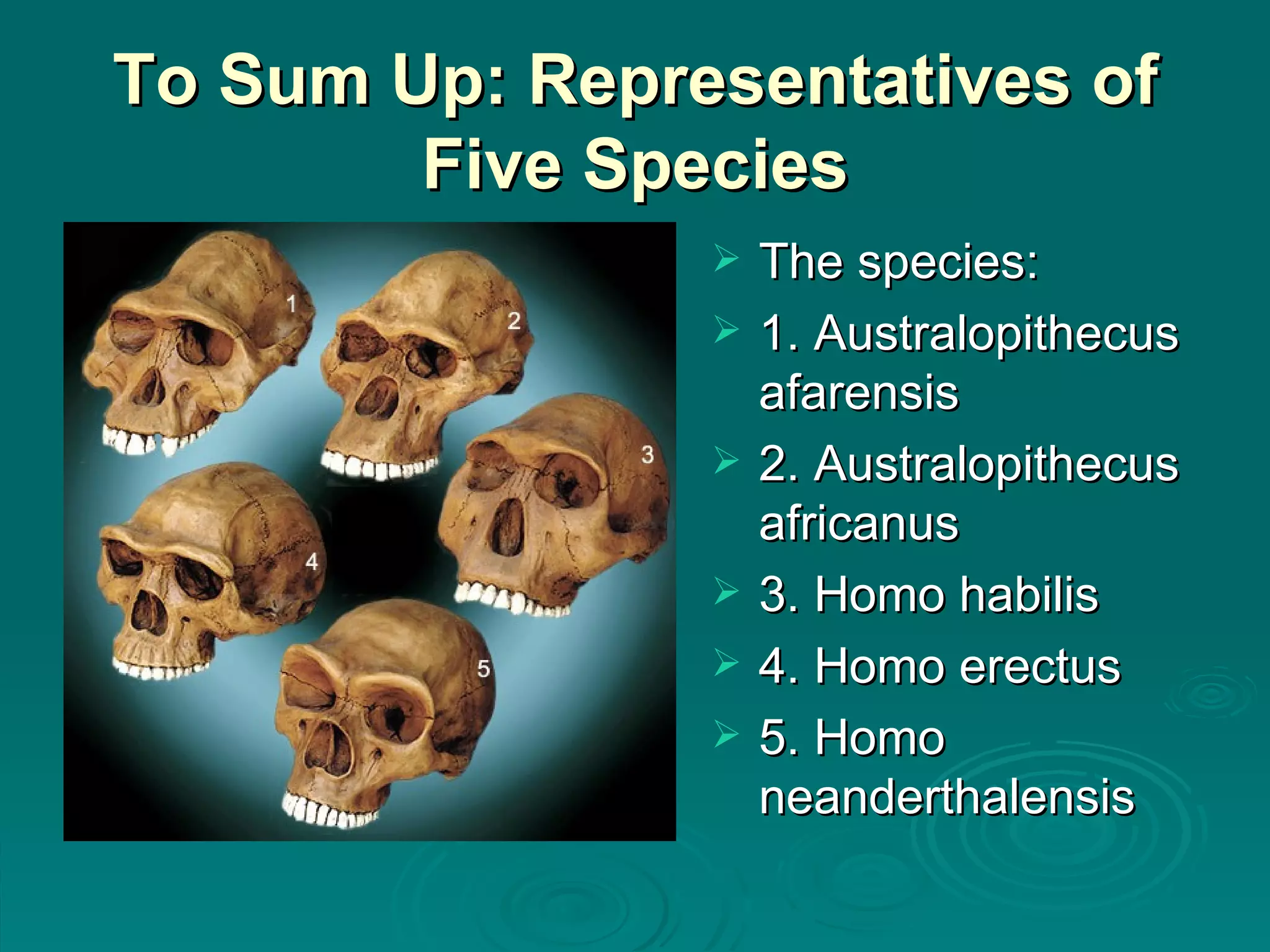 To Sum Up: Representatives of Five Species The species: 1. Australopithecus afarensis 2. Australopithecus africanus 3. Homo habilis 4. Homo erectus 5. Homo neanderthalensis 
