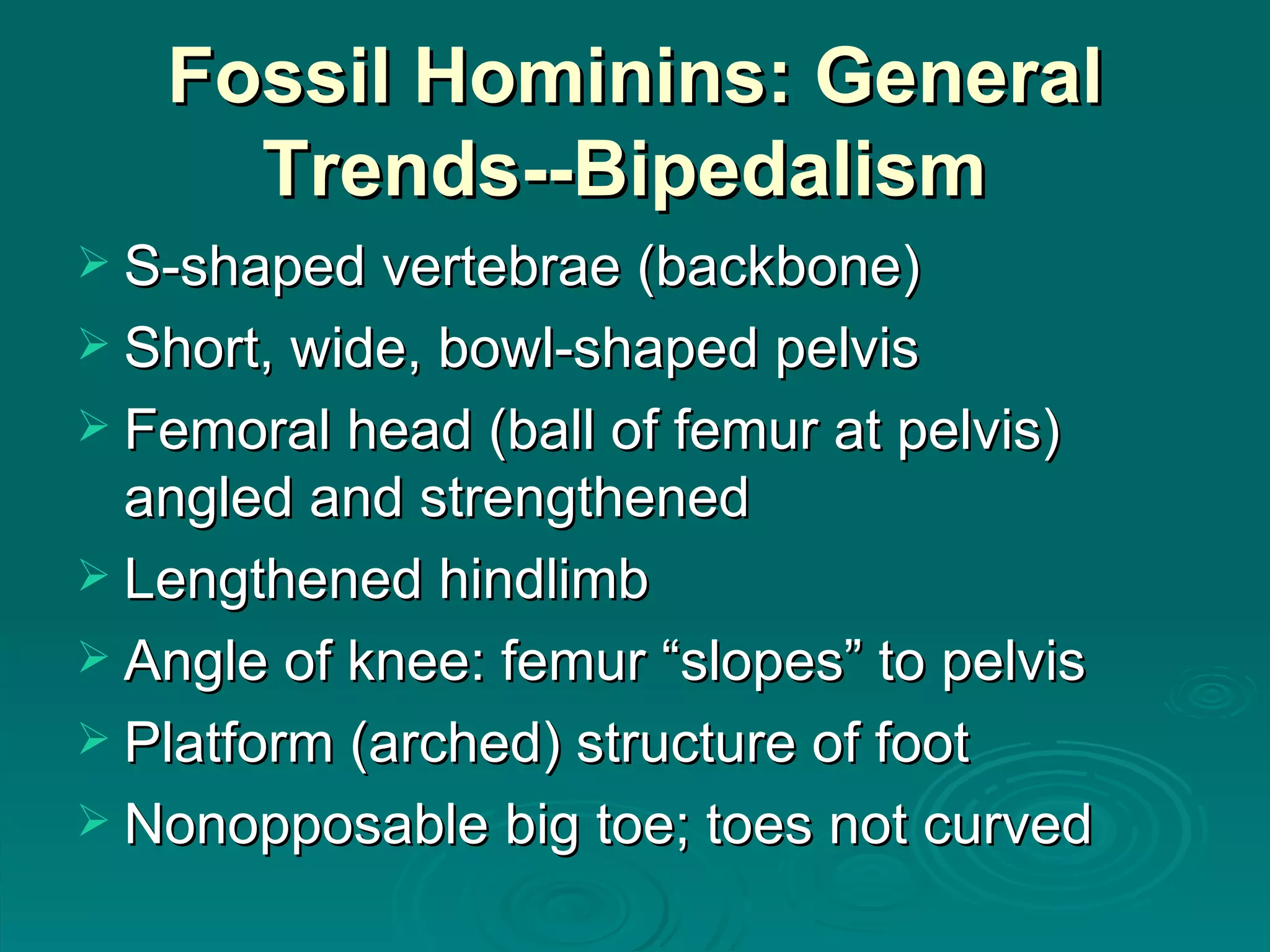 Fossil Hominins: General Trends--Bipedalism   S-shaped vertebrae (backbone) Short, wide, bowl-shaped pelvis Femoral head (ball of femur at pelvis) angled and strengthened Lengthened hindlimb Angle of knee: femur “slopes” to pelvis Platform (arched) structure of foot Nonopposable big toe; toes not curved  