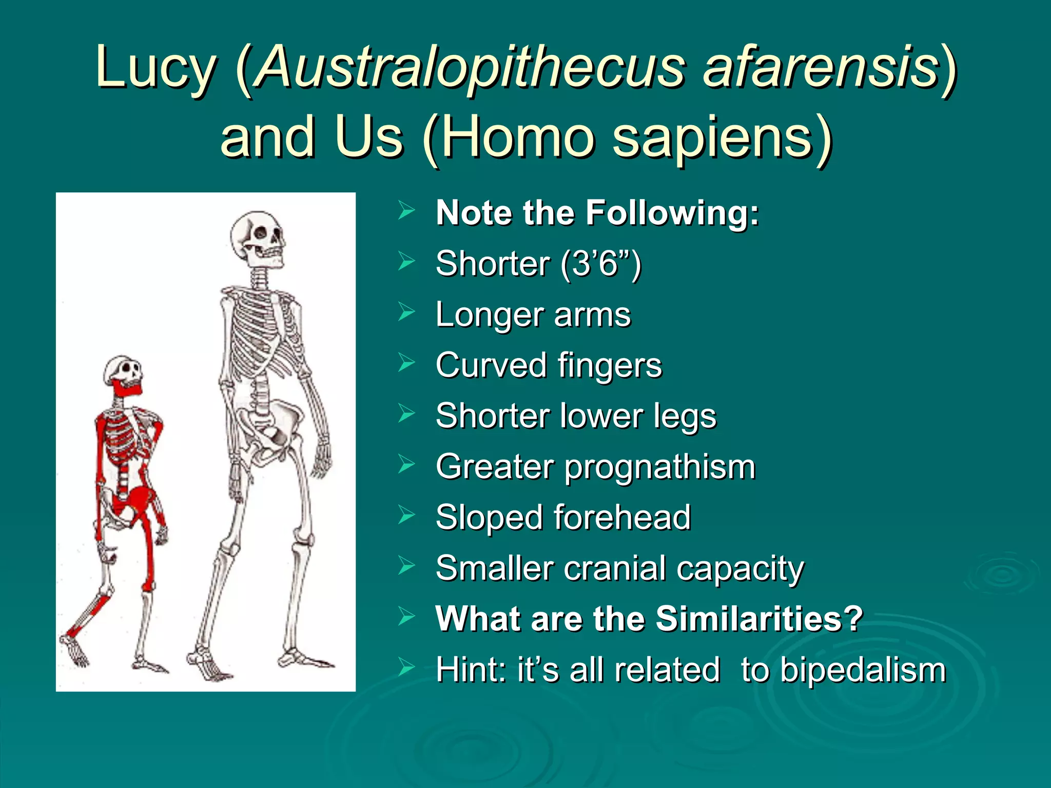 Lucy ( Australopithecus afarensis ) and Us (Homo sapiens) Note the Following: Shorter (3’6”) Longer arms Curved fingers Shorter lower legs Greater prognathism Sloped forehead Smaller cranial capacity What are the Similarities? Hint: it’s all related  to bipedalism 