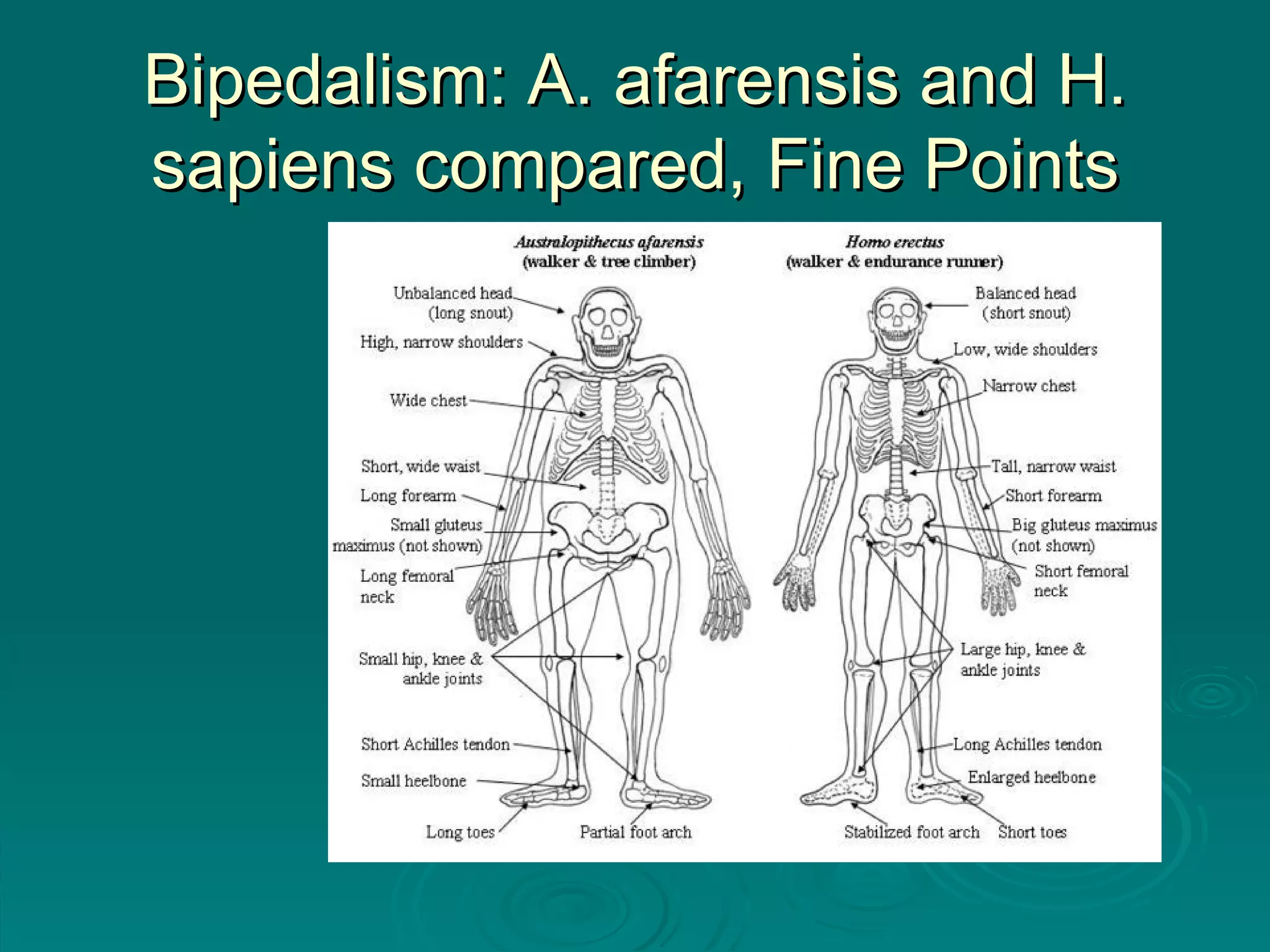 Bipedalism: A. afarensis and H. sapiens compared, Fine Points 