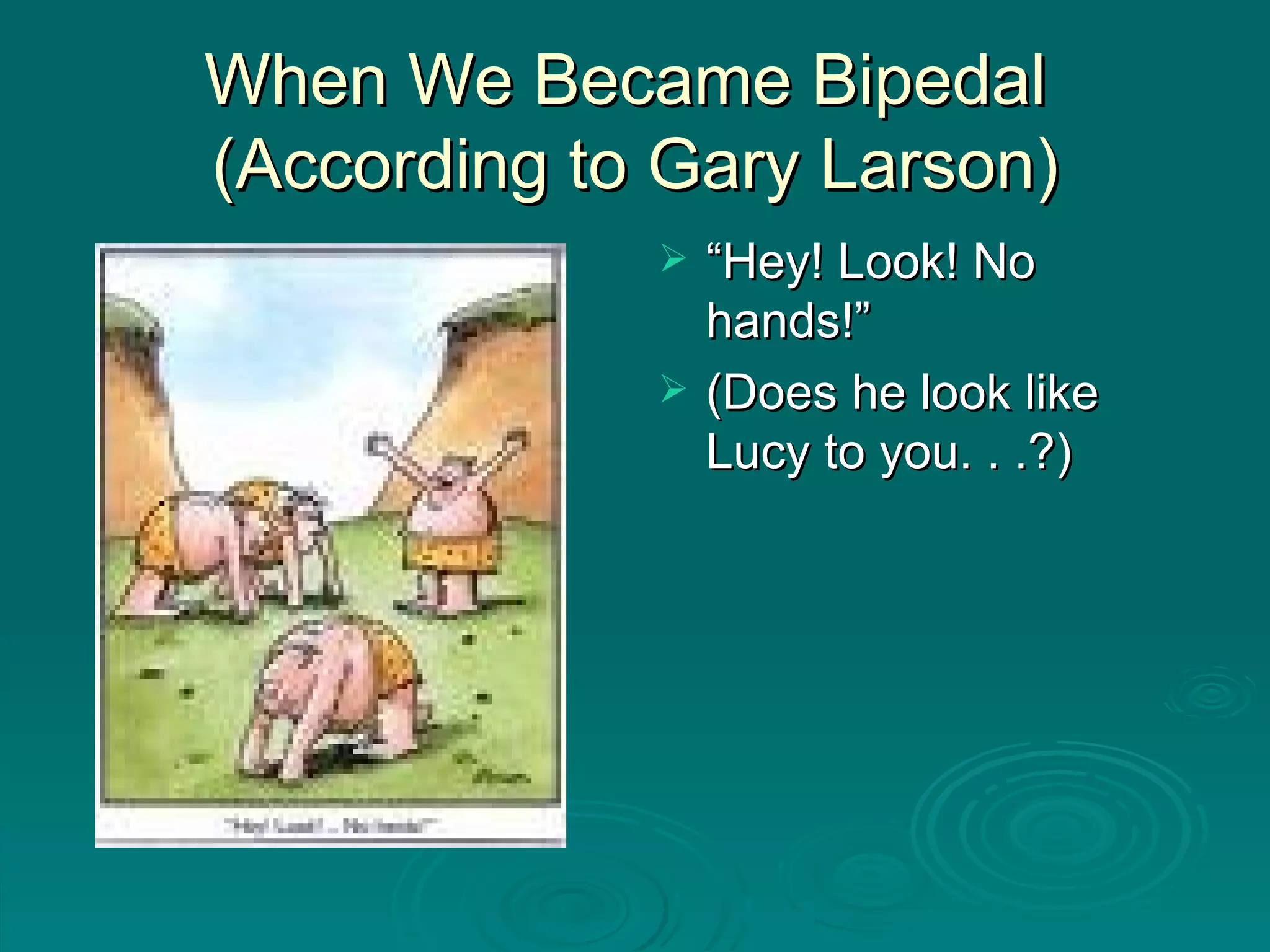 When We Became Bipedal  (According to Gary Larson) “ Hey! Look! No hands!” (Does he look like Lucy to you. . .?) 