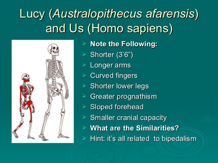 Fossil Hominins From Australopithecus to Homo