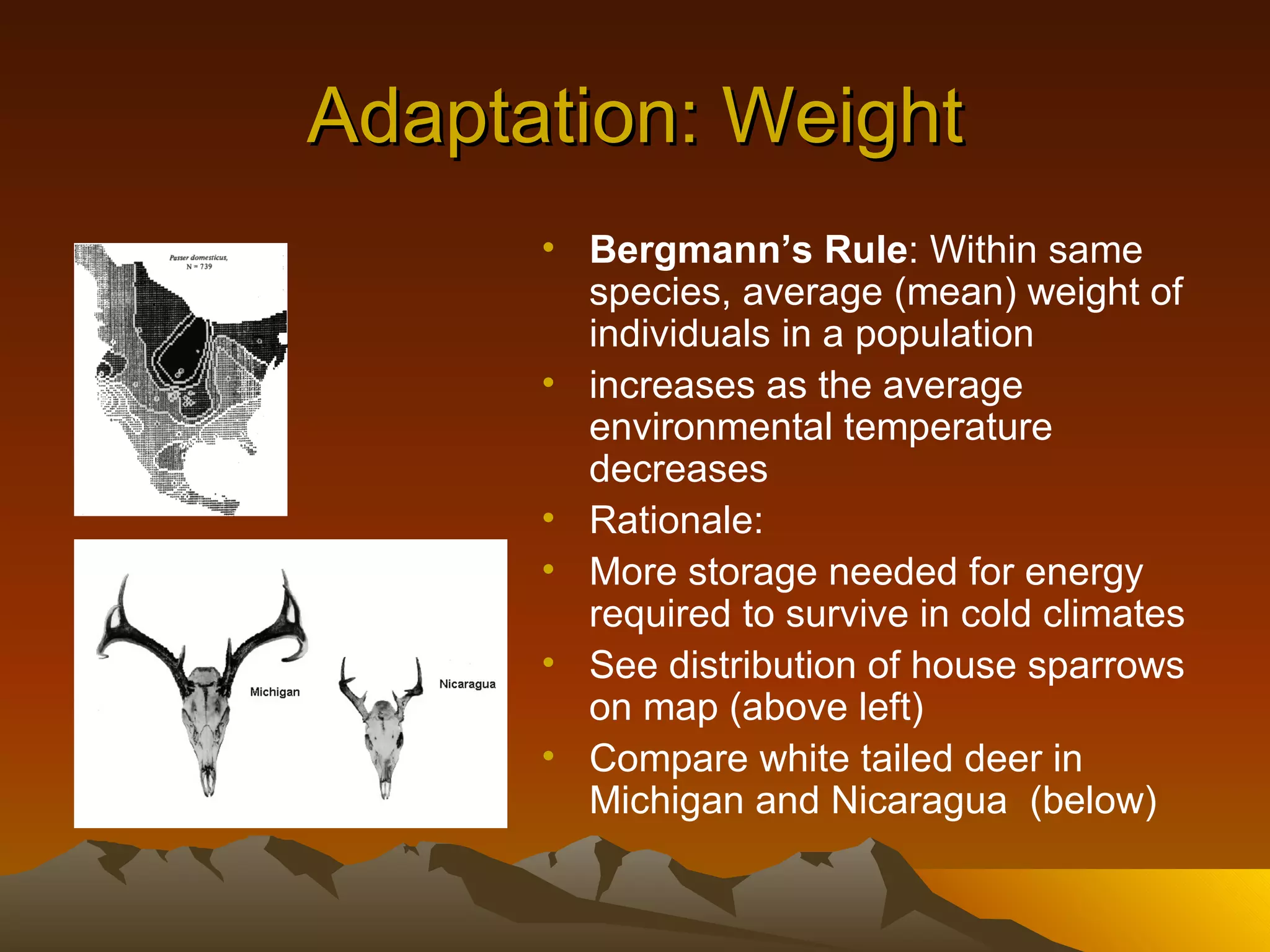 Adaptation: Weight Bergmann’s Rule : Within same species, average (mean) weight of individuals in a population increases as the average environmental temperature decreases Rationale: More storage needed for energy required to survive in cold climates See distribution of house sparrows on map (above left) Compare white tailed deer in Michigan and Nicaragua  (below) 
