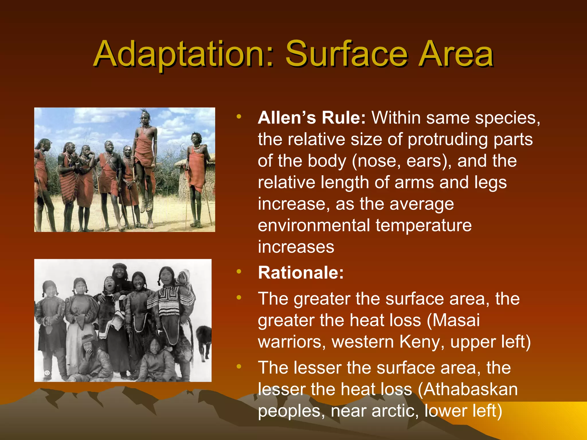 Adaptation: Surface Area Allen’s Rule:  Within same species, the relative size of protruding parts of the body (nose, ears), and the relative length of arms and legs increase, as the average environmental temperature increases Rationale:  The greater the surface area, the greater the heat loss (Masai warriors, western Keny, upper left) The lesser the surface area, the lesser the heat loss (Athabaskan peoples, near arctic, lower left)  