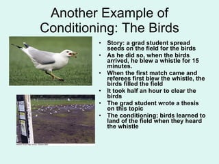 Another Example of Conditioning: The Birds Story: a grad student spread seeds on the field for the birds As he did so, when the birds arrived, he blew a whistle for 15 minutes. When the first match came and referees first blew the whistle, the birds filled the field It took half an hour to clear the birds The grad student wrote a thesis on this topic The conditioning; birds learned to land of the field when they heard the whistle 