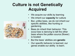 Culture is not Genetically Acquired We acquire our skills by learning We inherit our  capacity  for culture But, unlike bees, we do not inherit our specific abilities, like hunting or gardening Bees do inherit their behavior: This scout bee is dancing to tell the other bees where the pollen source (flower) is located But the bees’ abilities are  genetic Our specific behavior is learned; our genes enable our ability  to learn. 