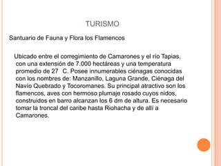 TURISMOSantuario de Fauna y Flora los Flamencos   Ubicado entre el corregimiento de Camarones y el río Tapias, con una extensión de 7.000 hectáreas y una temperatura promedio de 27 °C. Posee innumerables ciénagas conocidas con los nombres de: Manzanillo, Laguna Grande, Ciénaga del Navío Quebrado y Tocoromanes. Su principal atractivo son los flamencos, aves con hermoso plumaje rosado cuyos nidos, construidos en barro alcanzan los 6 dm de altura. Es necesario tomar la troncal del caribe hasta Riohacha y de allí a Camarones. 
