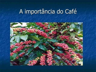 A importância do Café 