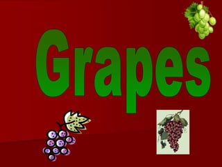 Grapes 