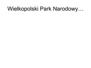 Wielkopolski Park Narodowy… 