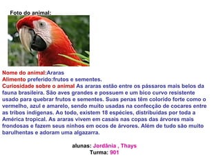 Foto do animal: Nome do animal: Araras Alimento   preferido:frutos e sementes.   Curiosidade sobre o animal  As araras estão entre os pássaros mais belos da fauna brasileira. São aves grandes e possuem e um bico curvo resistente usado para quebrar frutos e sementes. Suas penas têm colorido forte como o vermelho, azul e amarelo, sendo muito usadas na confecção de cocares entre as tribos indígenas. Ao todo, existem 18 espécies, distribuídas por toda a América tropical. As araras vivem em casais nas copas das árvores mais frondosas e fazem seus ninhos em ocos de árvores. Além de tudo são muito barulhentas e adoram uma algazarra. alunas:  Jordânia , Thays Turma:  901 