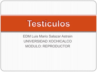EDM Luis Mario Salazar Astrain UNIVERSIDAD XOCHICALCO MODULO: REPRODUCTOR Testículos 