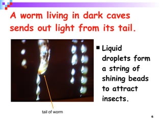 A worm living in dark caves sends out light from its tail. Liquid droplets form a string of shining beads to attract insects. tail of worm 